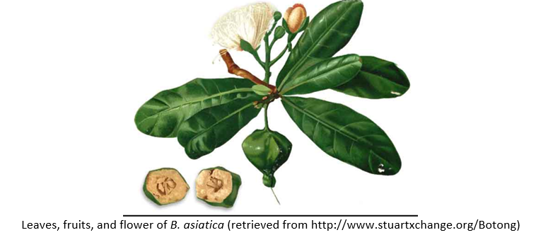 Future Prospects of Barringtonia asiatica, a Broad Spectrum